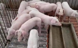 长养猪的品种有哪些？