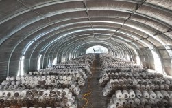 大棚平菇种植管理技术有哪些关键要点？