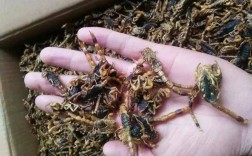 安徽药材市场蝎子价格为何波动？