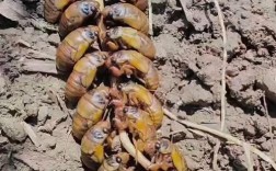 哪里能学到养殖知了猴的技术？