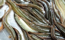 养殖泥鳅什么品种最好？