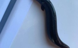 东北泥鳅养殖，如何安全高效过冬？