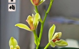 建兰哪些品种最勤花？