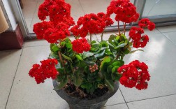 长寿花大红色品种有哪些？