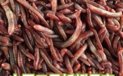 太平2号蚯蚓种苗价格多少钱一斤？