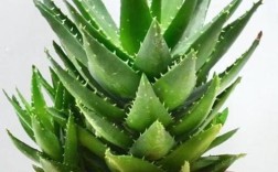 芦荟品种图片大全配图有哪些常见种类？