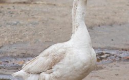 中国最大鹅品种是啥？