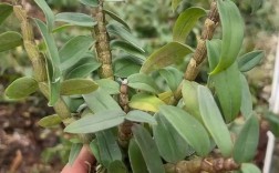 铁皮石斛栽培视频关键技巧有哪些？