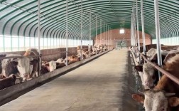 牛舍建设有哪些关键技术要点？