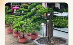 金钻罗汉松品种好不好？