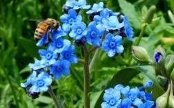 勿忘我花有什么品种