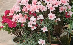 杜鹃花品种这么多，哪种最美？