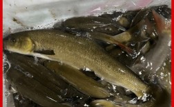 四川冷水鱼品种有哪些？