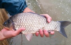 鲫鱼流水养殖技术视频，关键步骤有哪些？