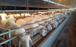 肉羊快速育肥技术视频有哪些要点？