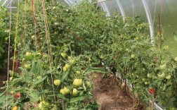 西红柿栽培技术有哪些关键要点？