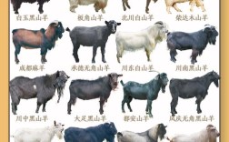 山羊绵羊品种有哪些？