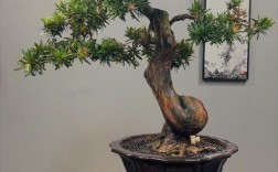 罗汉松最名贵品种是哪个？