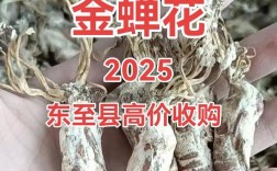 2025金蝉回收价多少钱一斤？
