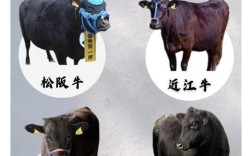 牛品种大全及图片大全