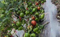 西红柿种植栽培技术视频有哪些要点？