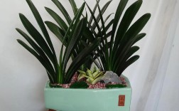 君子兰的盆有哪些品种