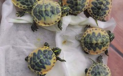 2025火焰龟苗价格