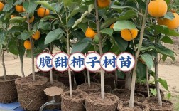 新品种水果树苗有什么