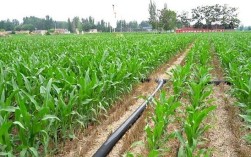 滴灌玉米种植技术视频