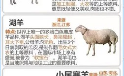 羊品种按生产用途如何划分？