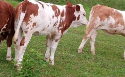 江西牛是什么品种？