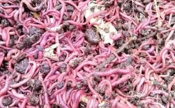 蚯蚓养殖技术怎么学？哪里能学？