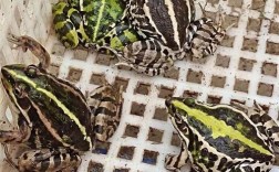 黑颜色青蛙是什么品种