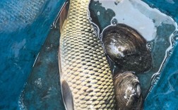 稻田鲤鱼养殖技术视频，如何高效养殖？