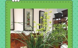 哪些兰花蕙兰品种更值得种植？