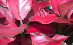 如意皇后常见品种有哪些？