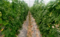 南方大棚苦瓜咋种植高产？