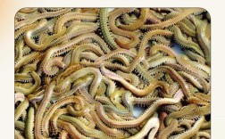 室内沙蚕如何简易养殖？