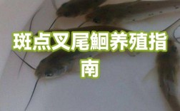 斑点叉尾鮰鱼养殖技术要点有哪些？