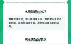 甜瓜种植技术与管理法有哪些要点？