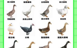 鸭子有哪些常见品种？