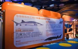 CCTV匙吻鲟养殖技术有何关键要点？