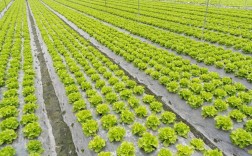 高产生菜技术视频，如何轻松实现高产？