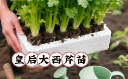 芹菜育苗技术关键点有哪些？