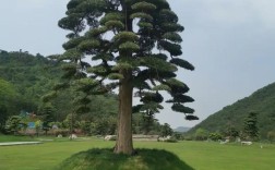 庭院罗汉松是啥品种