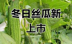 冬季大棚丝瓜咋种植才高产？