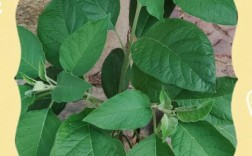 野茄子品种到底有多少种？