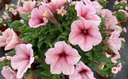 矮牵牛紫红是什么品种