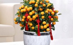 哪种金桔盆栽品种最好？