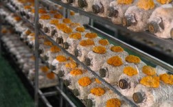 哪里能下载食用菌栽培技术视频？